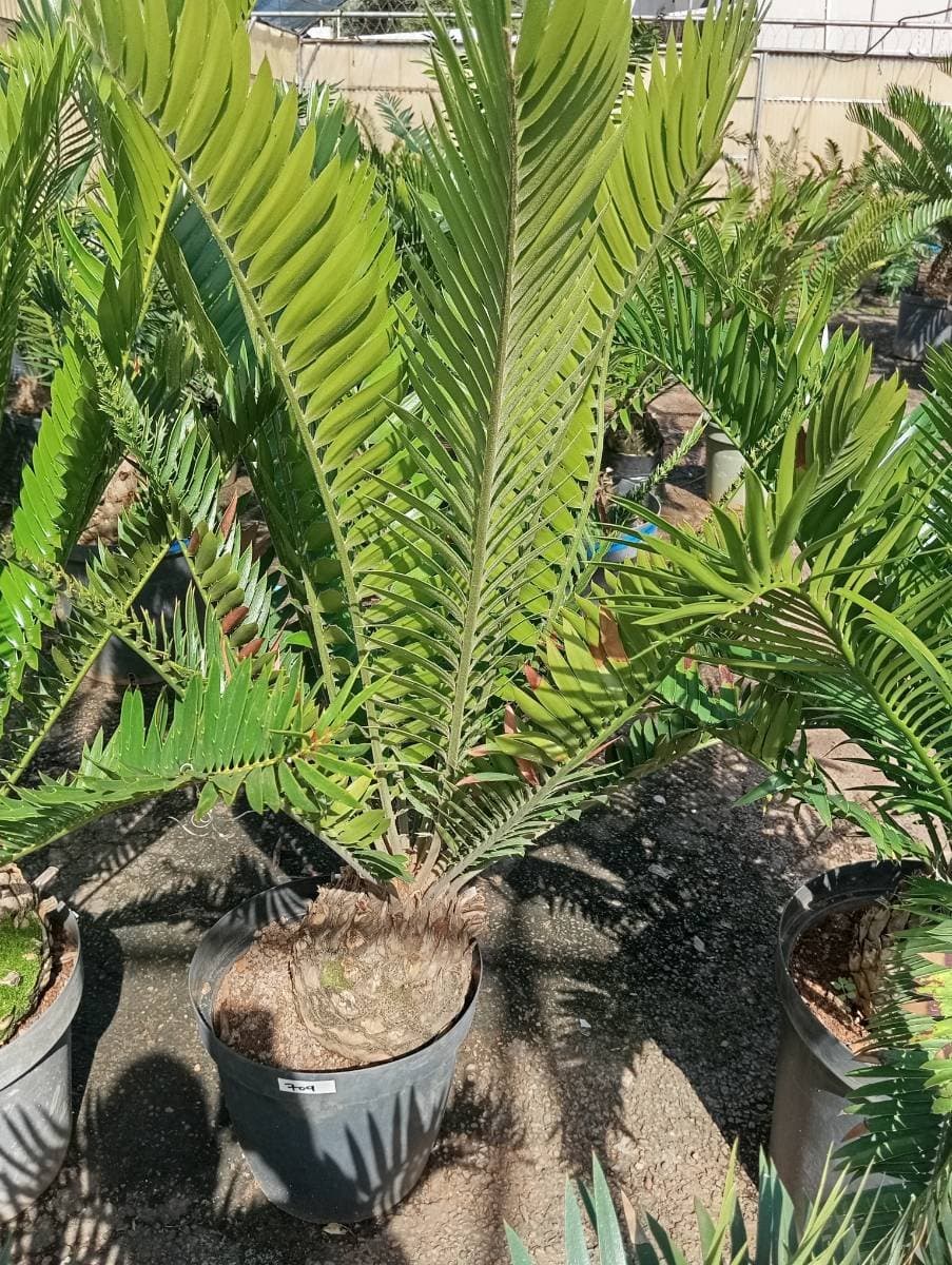 Encephalartos msinganus