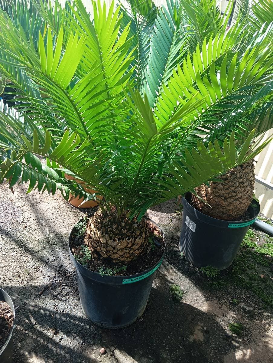 Encephalartos natalensis