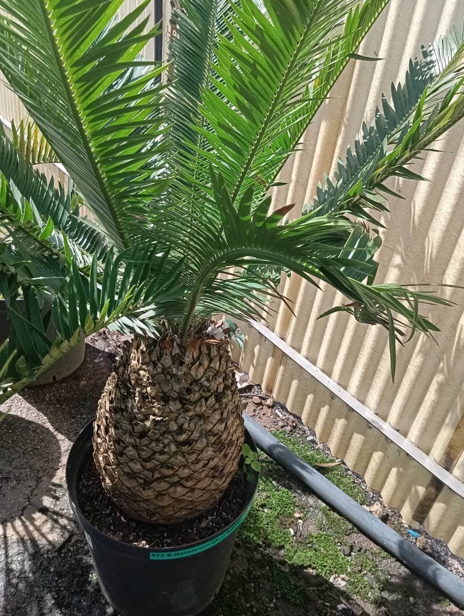 Encephalartos natalensis