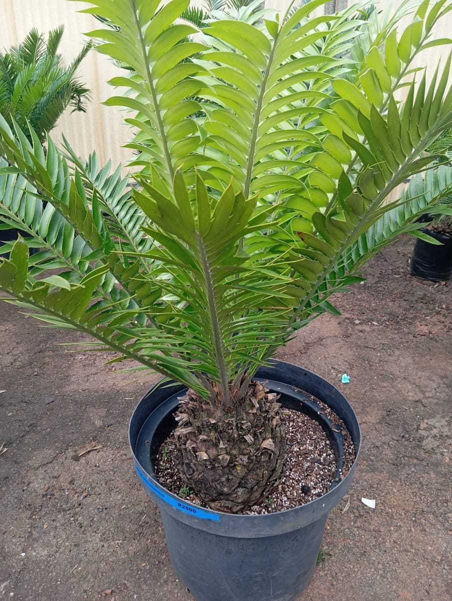 Encephalartos natalensis