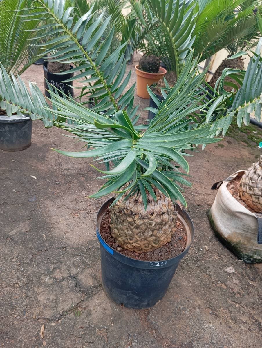 Encephalartos natalensis