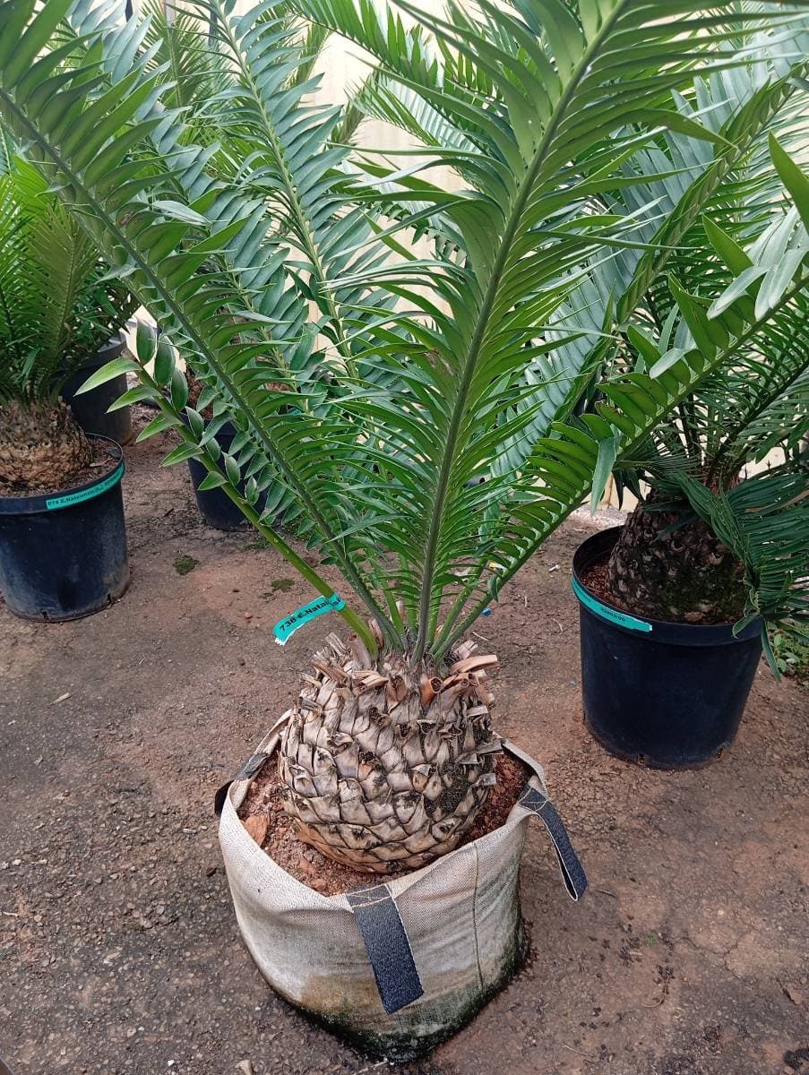 Encephalartos natalensis