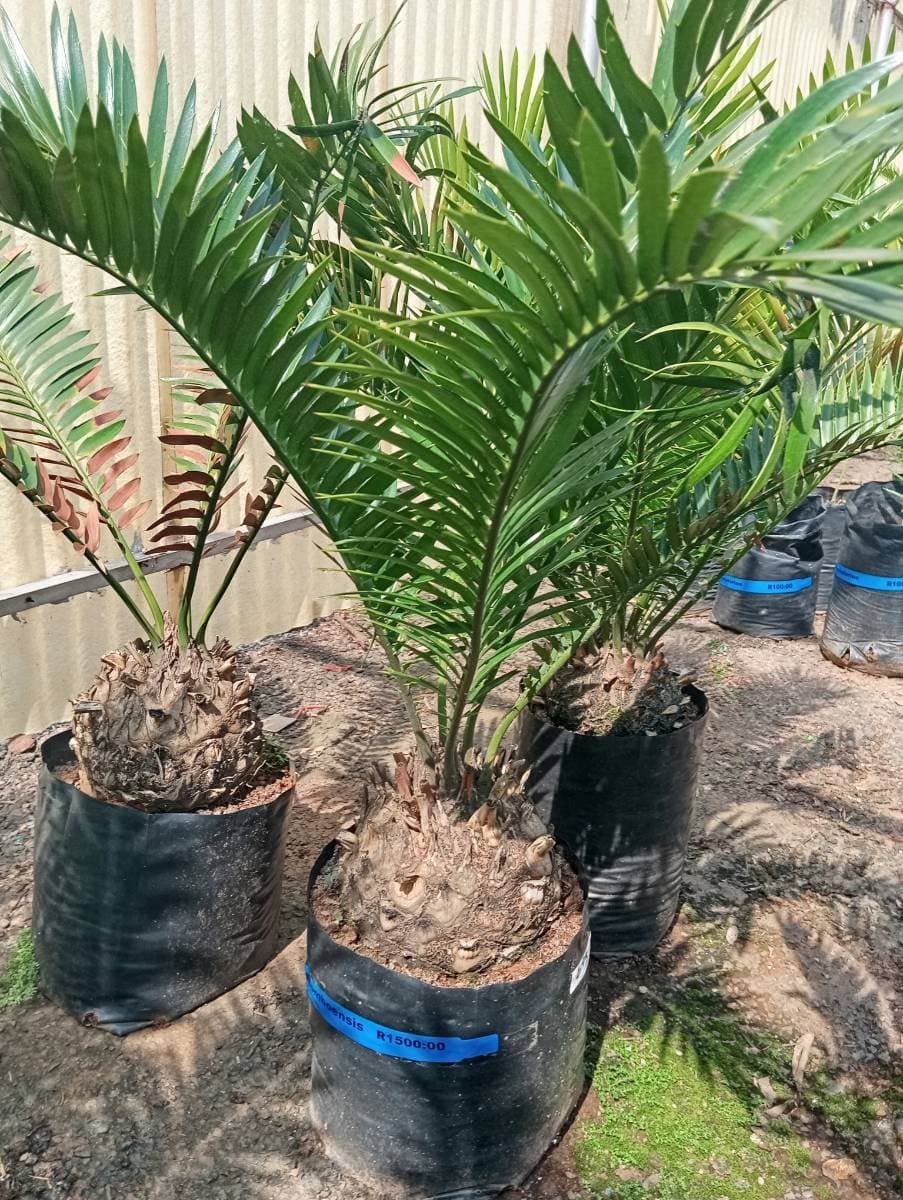 Encephalartos lebomboensis