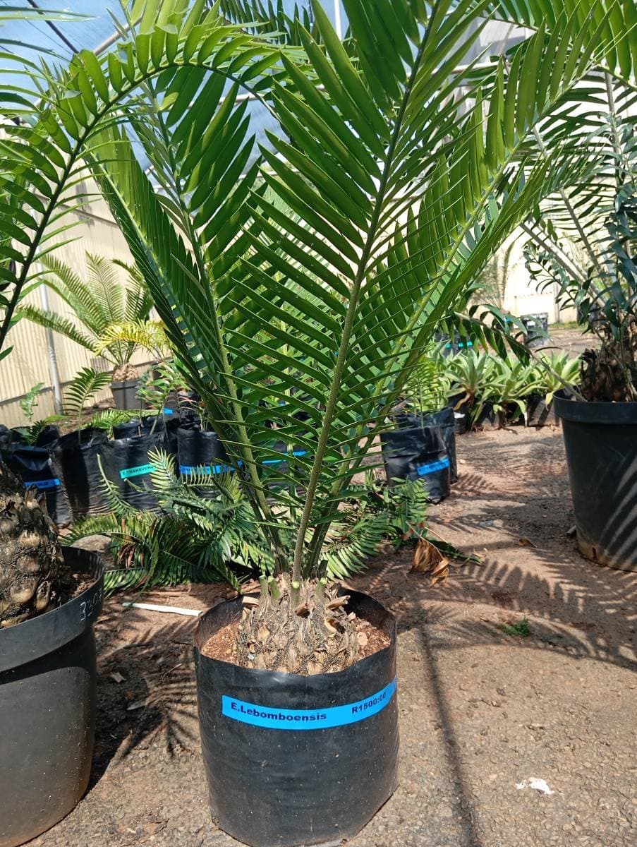 Encephalartos lebomboensis