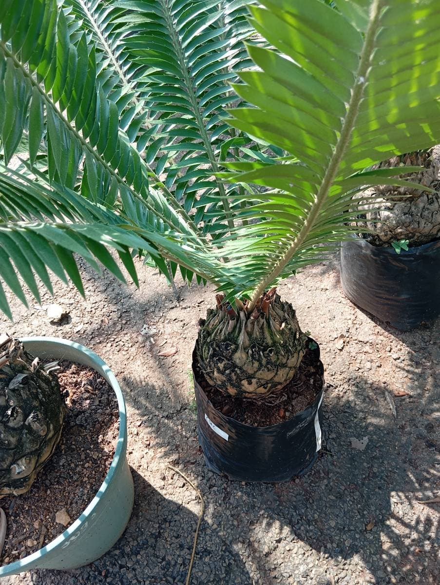 Encephalartos transvenosus