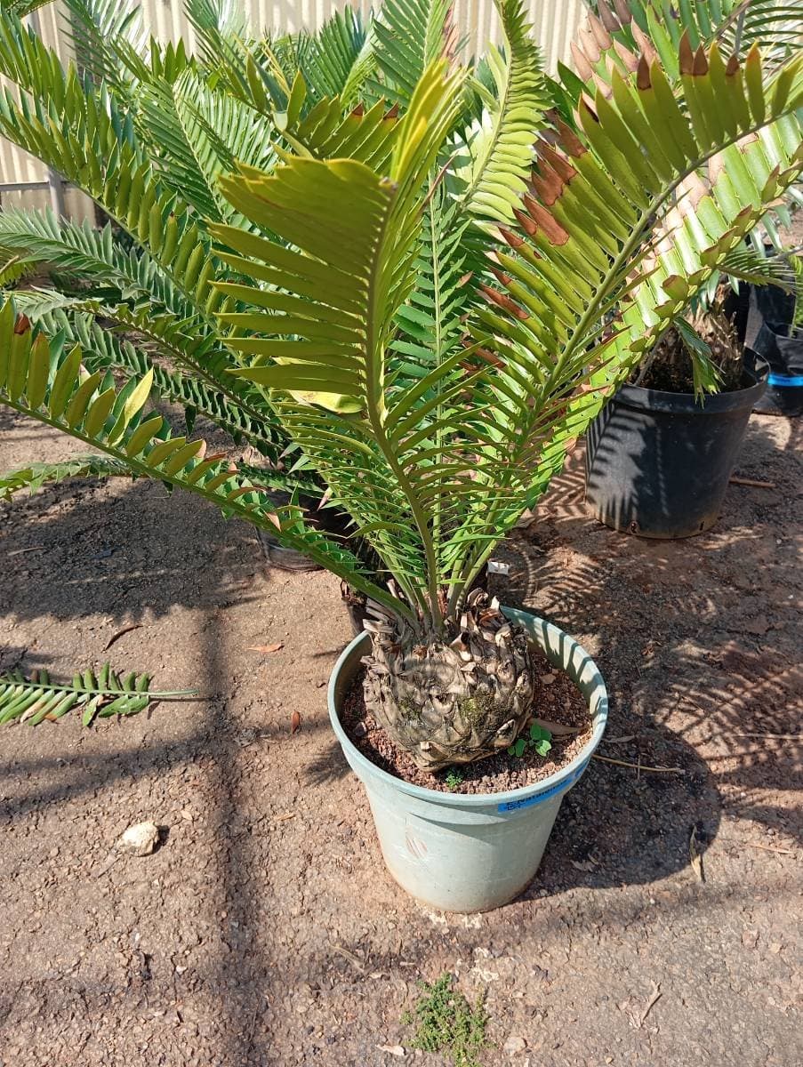 Encephalartos natalensis