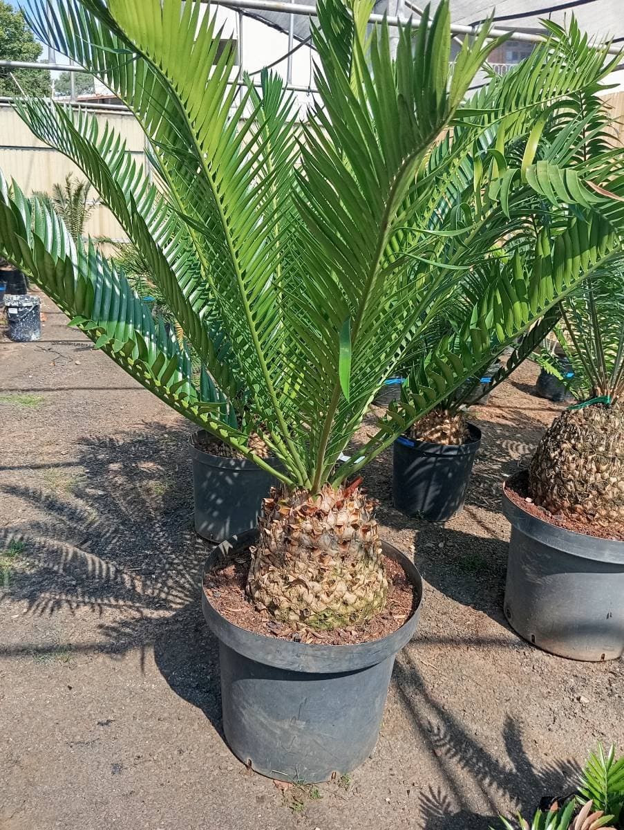 Encephalartos natalensis
