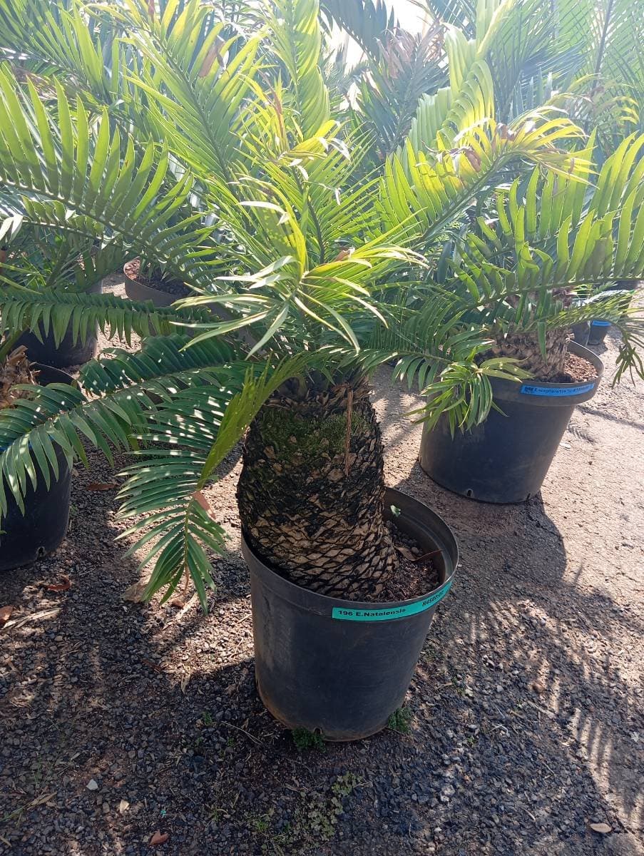 Encephalartos natalensis