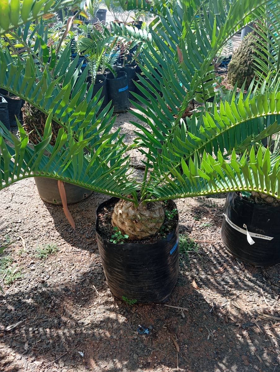 Encephalartos natalensis
