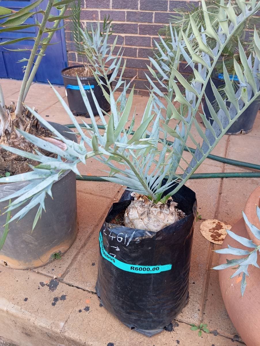 Encephalartos horridus