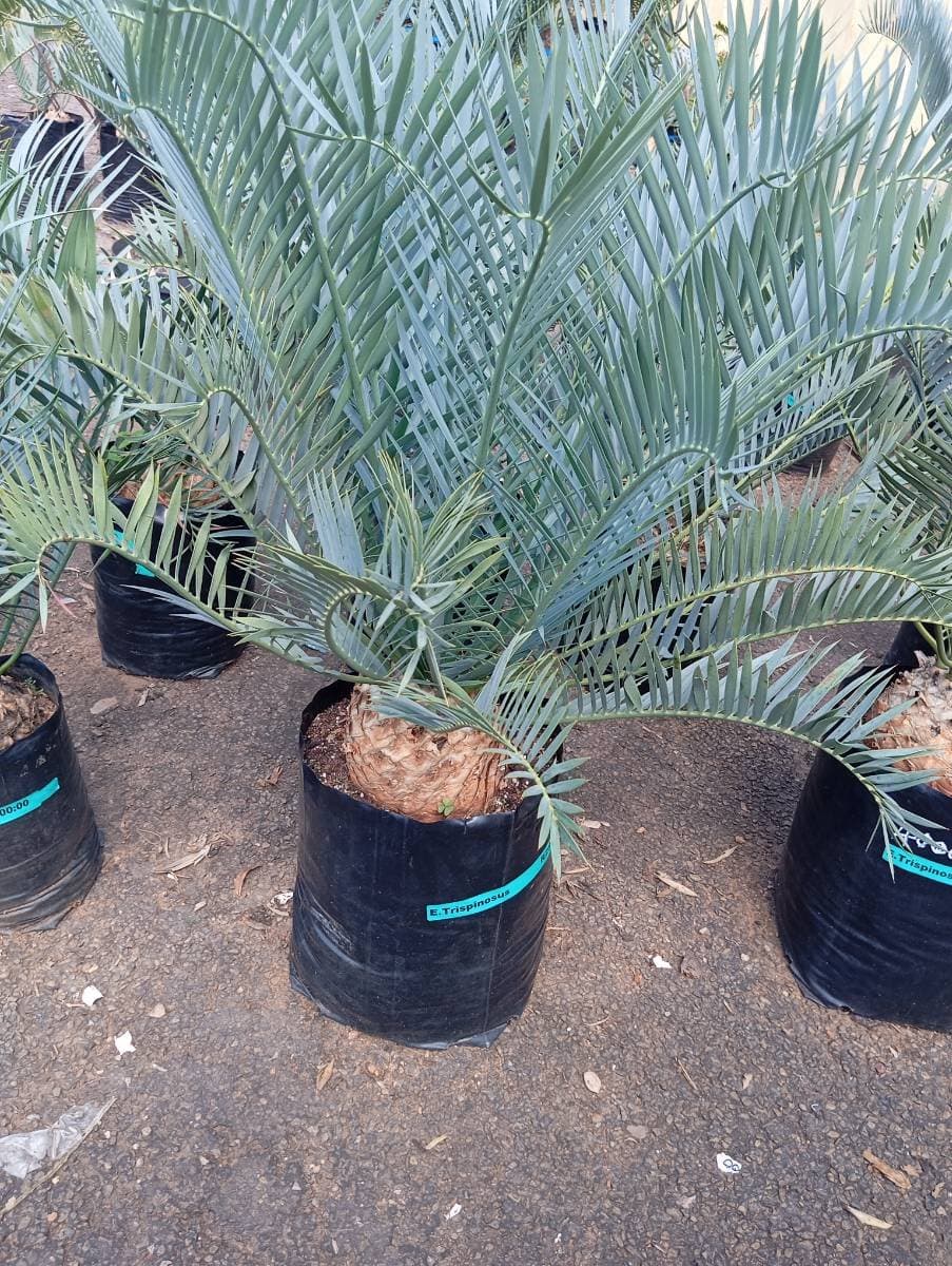 Encephalartos trispinosus