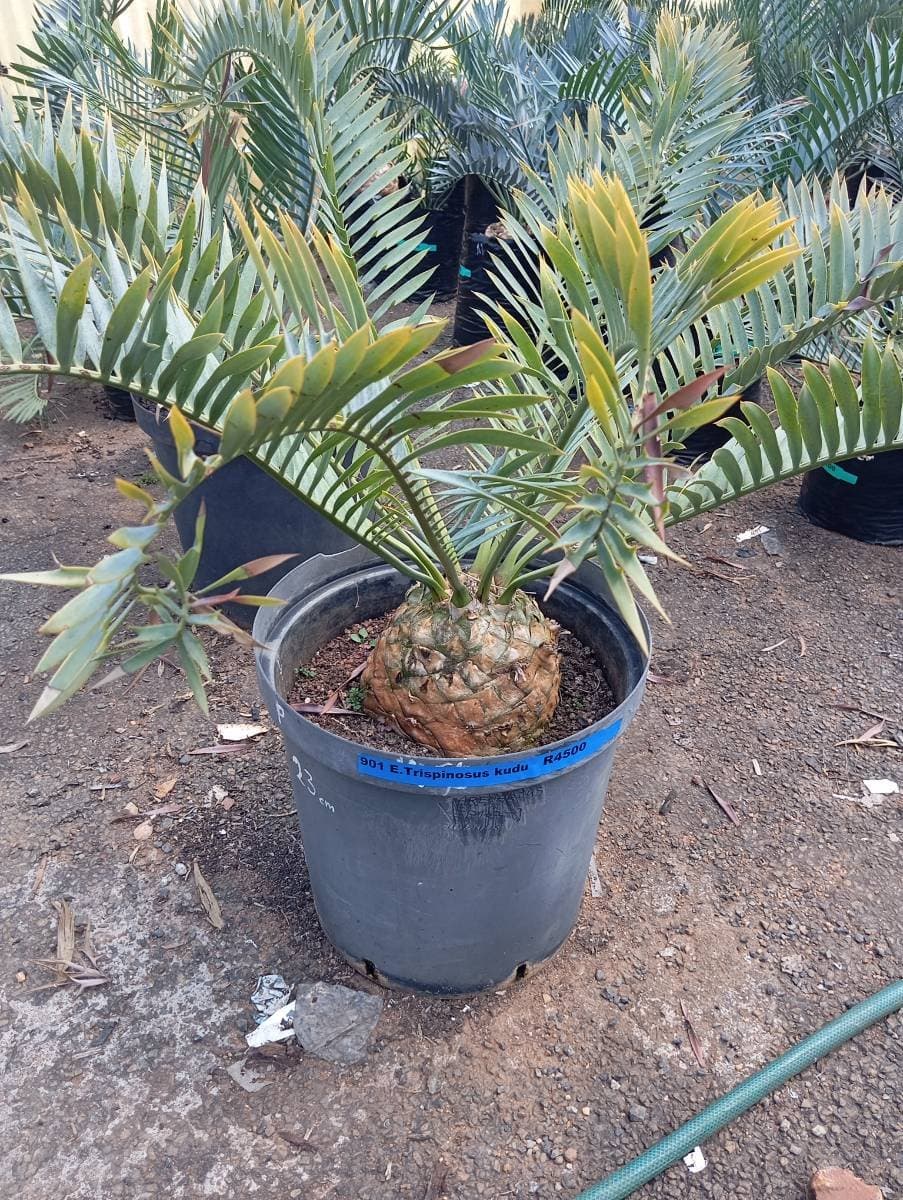Encephalartos trispinosus