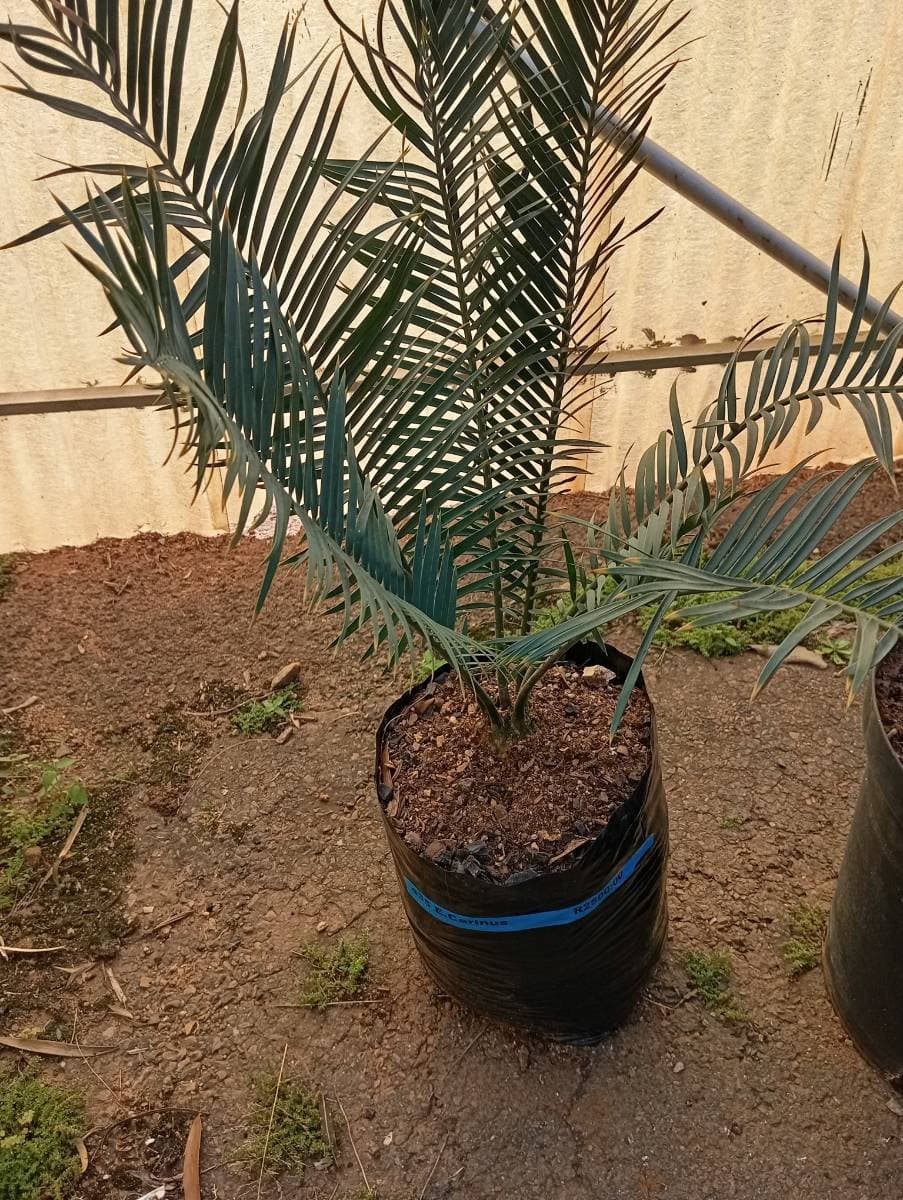 Encephalartos cerinus