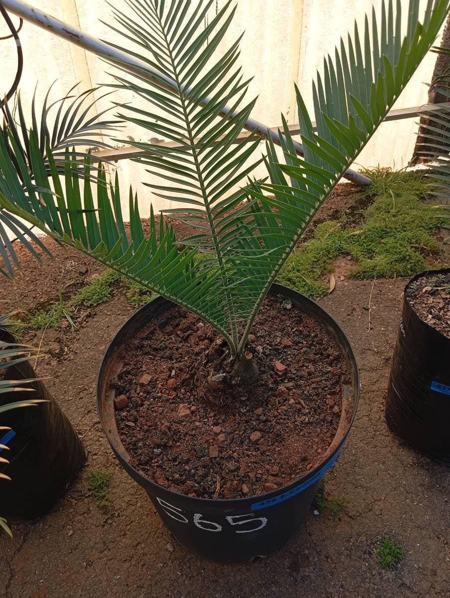 Encephalartos cerinus