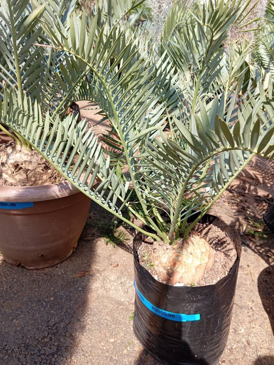 Encephalartos trispinosus