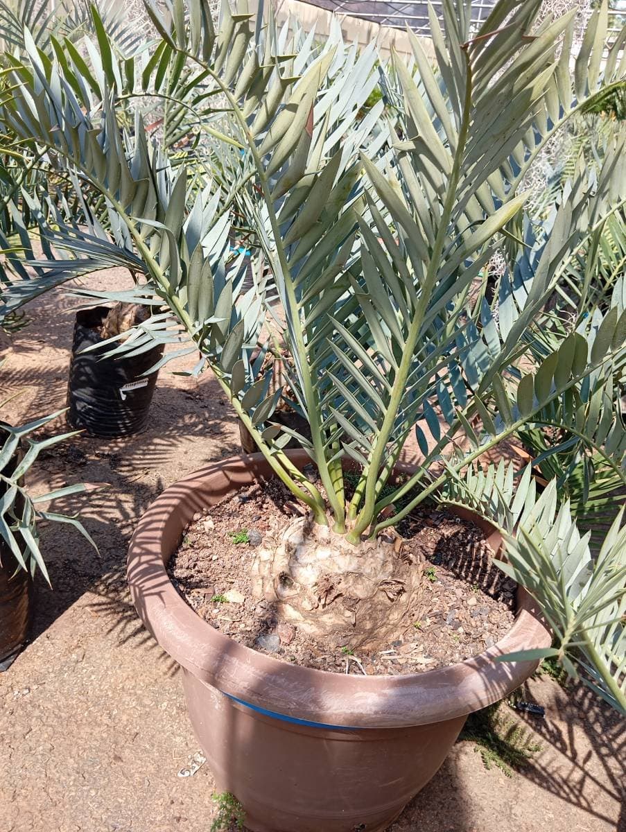 Encephalartos trispinosus