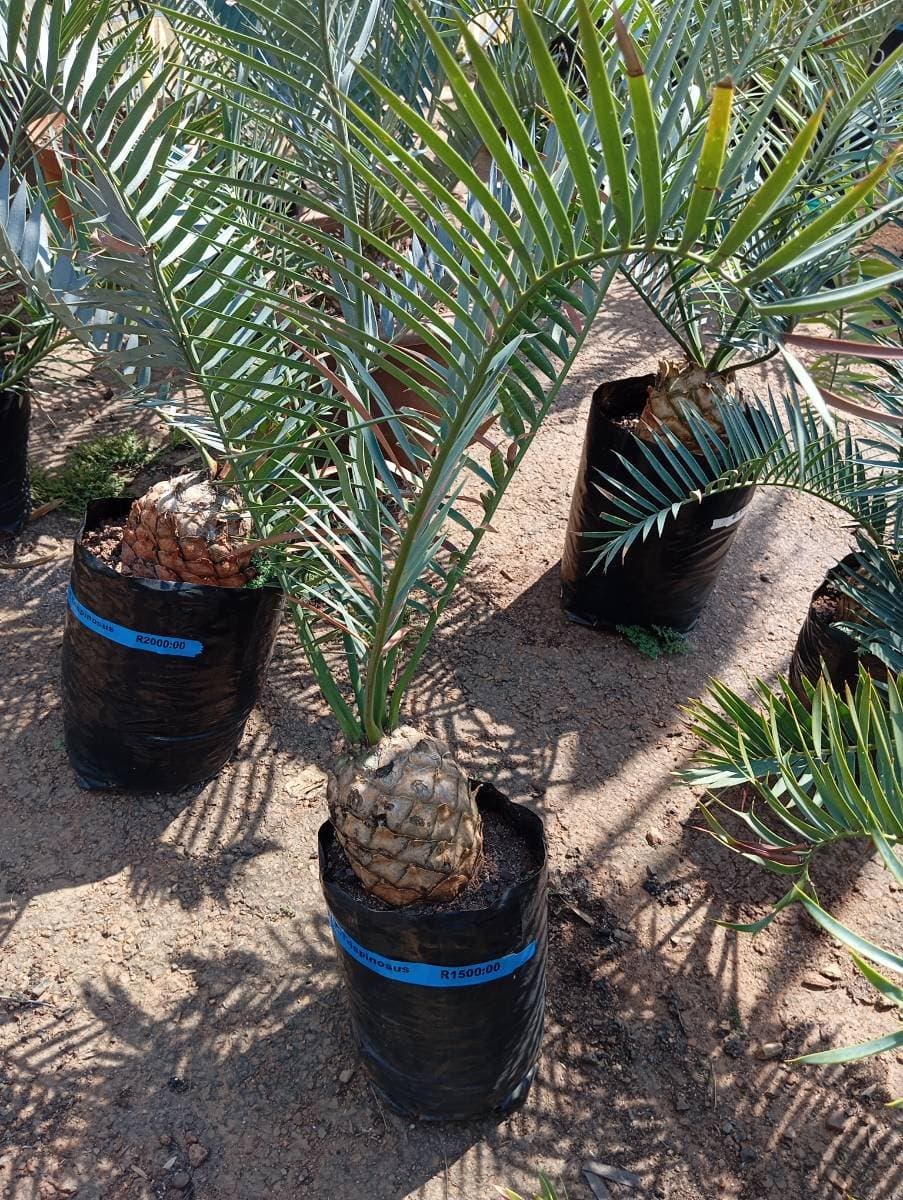 Encephalartos trispinosus