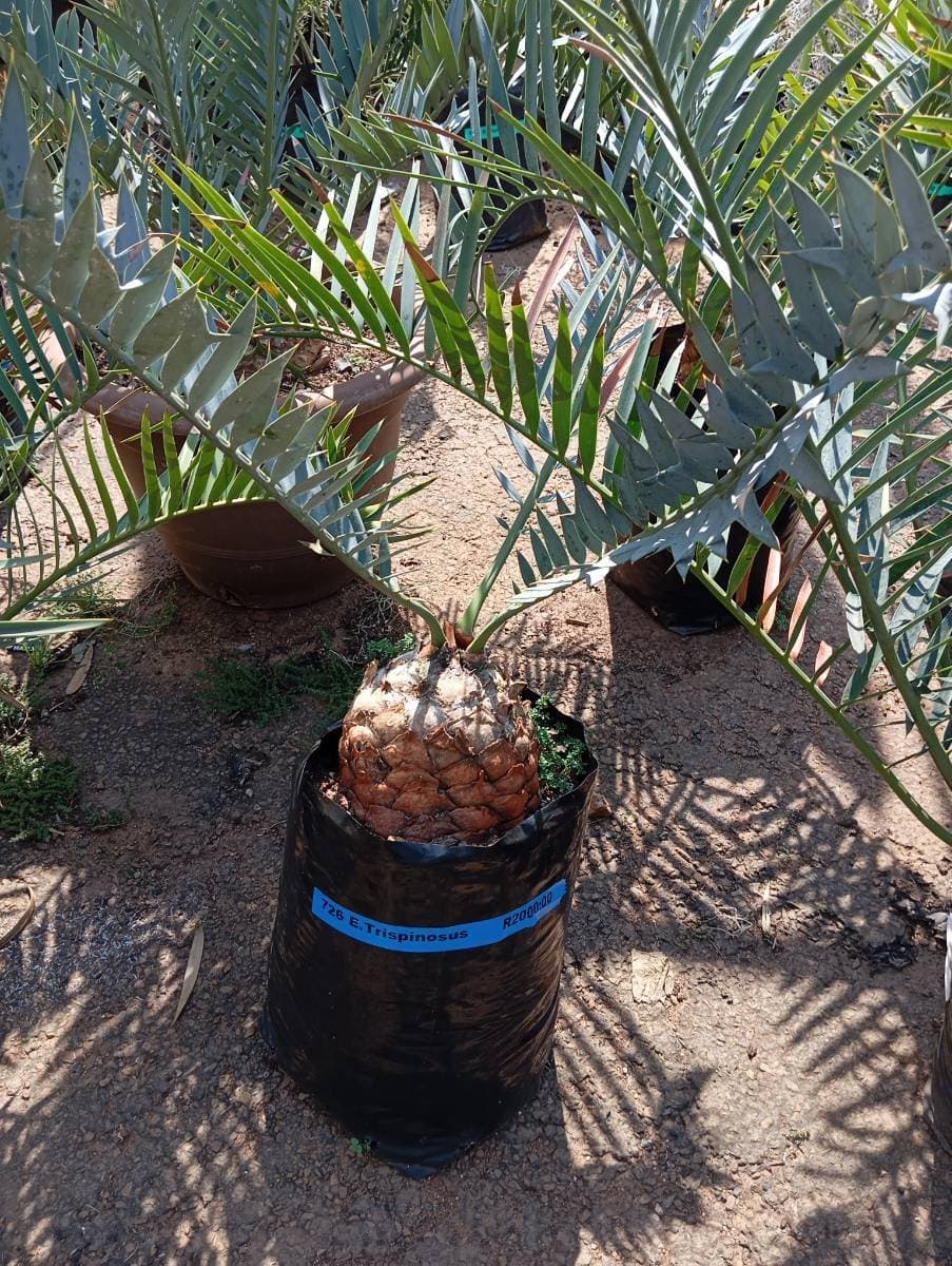 Encephalartos trispinosus