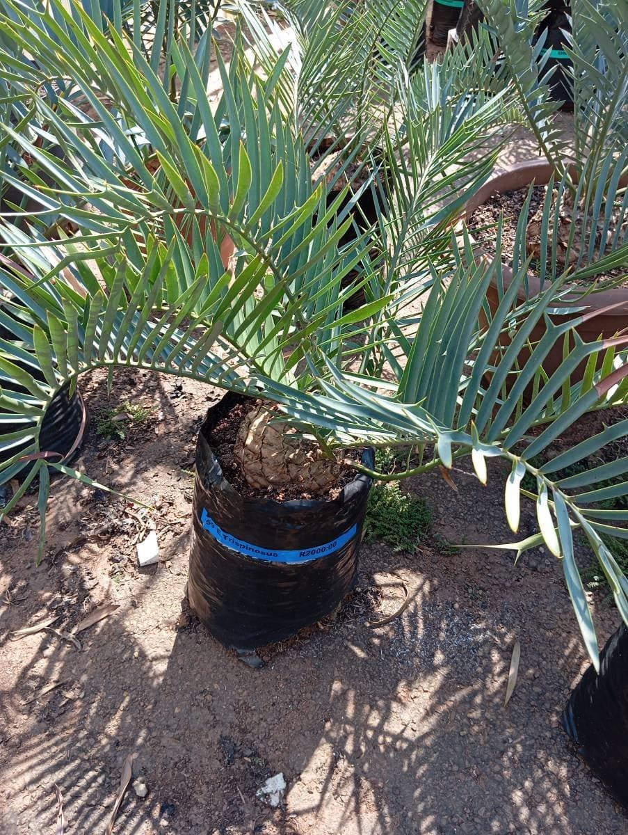 Encephalartos trispinosus