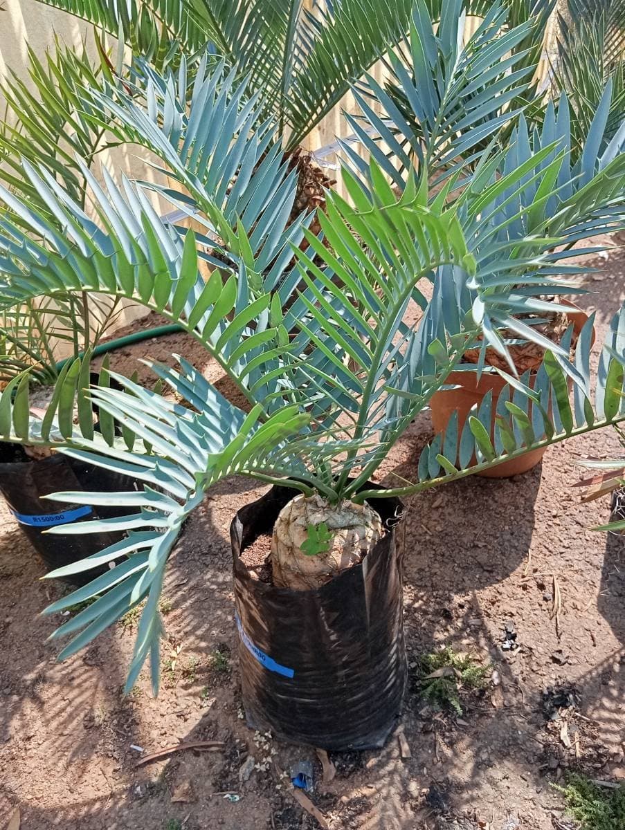 Encephalartos trispinosus