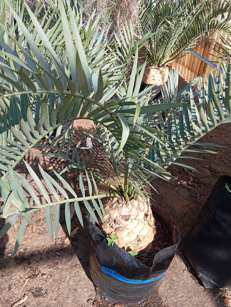 Encephalartos trispinosus