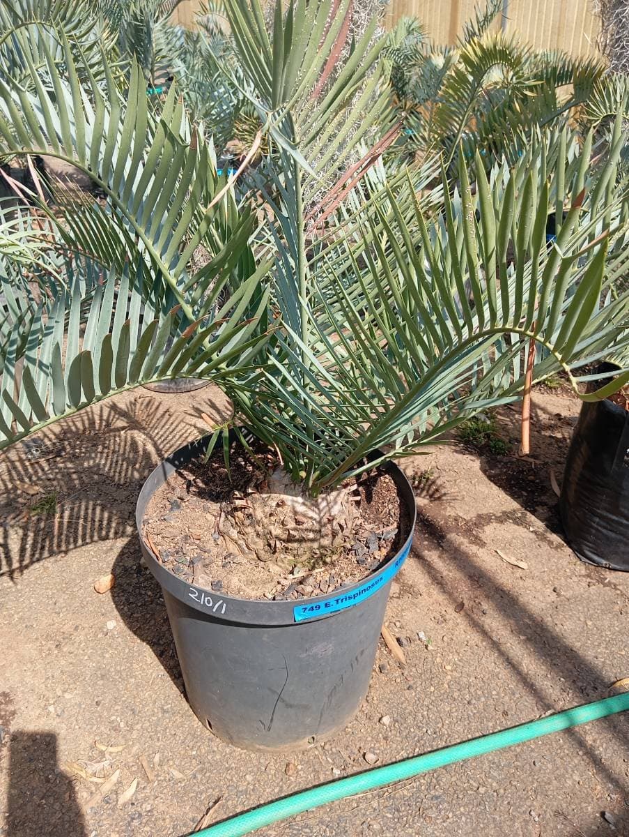 Encephalartos trispinosus