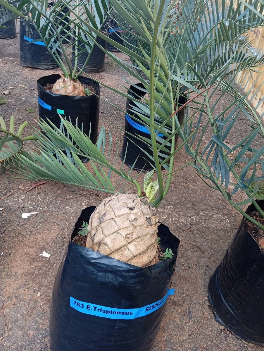 Encephalartos trispinosus