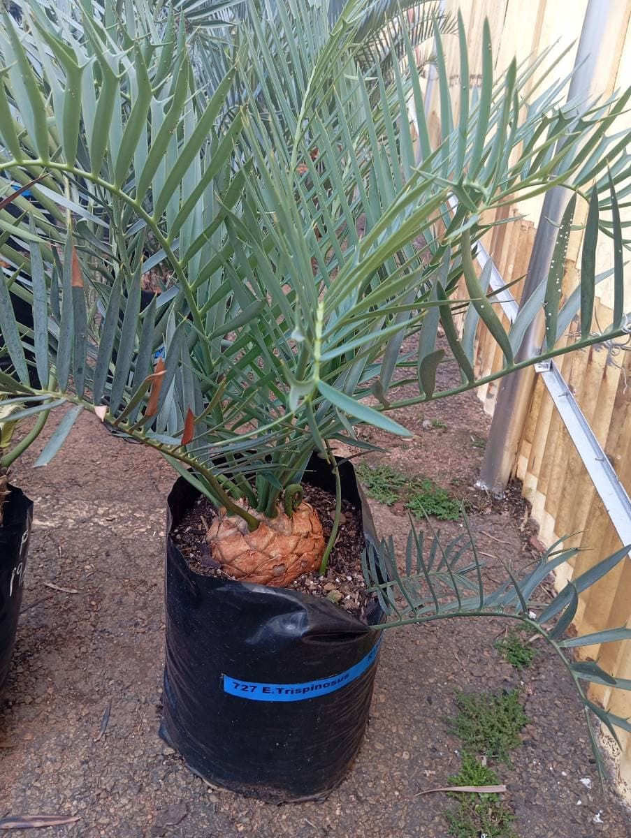 Encephalartos trispinosus