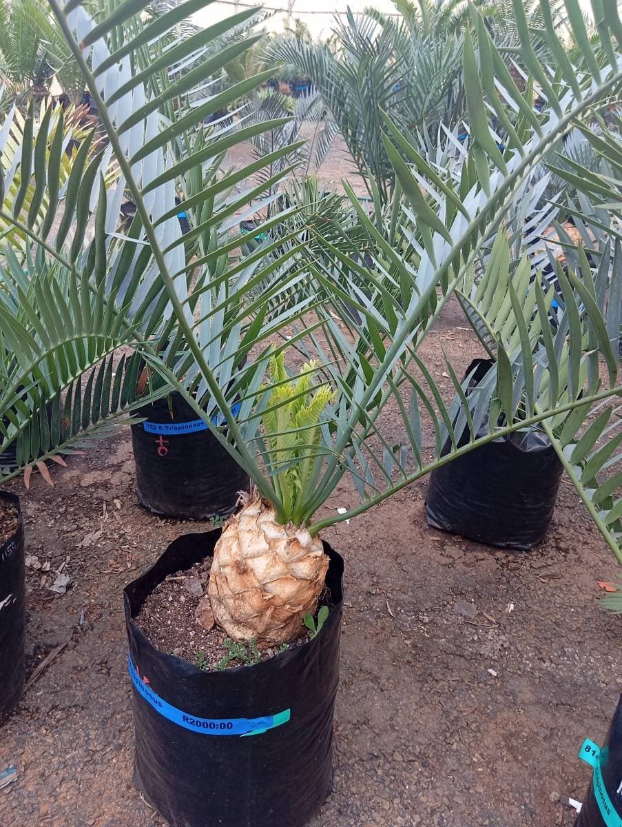 Encephalartos trispinosus