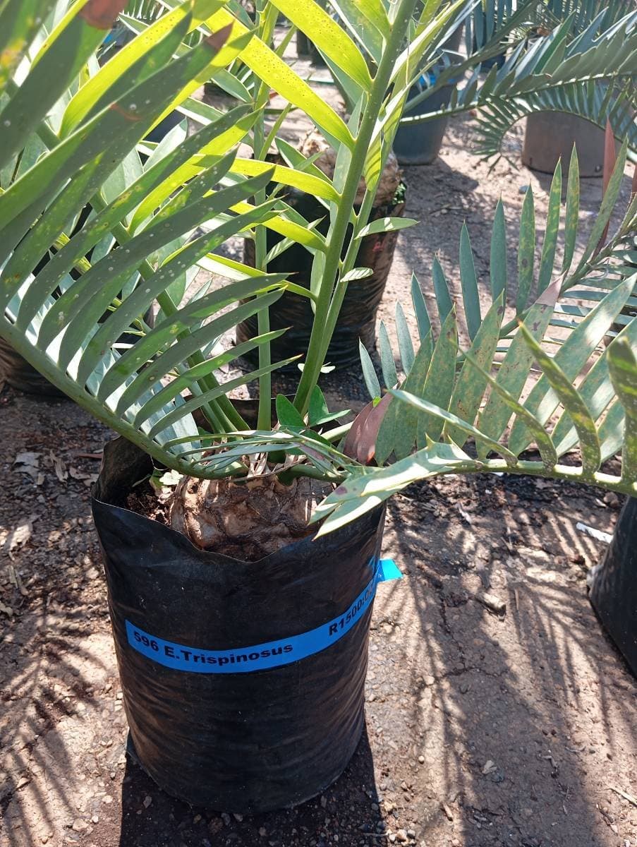 Encephalartos trispinosus