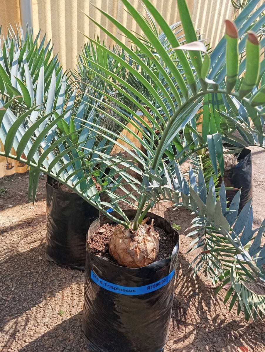 Encephalartos trispinosus