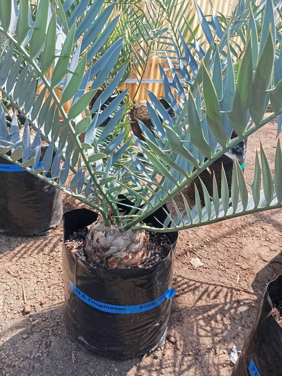Encephalartos trispinosus