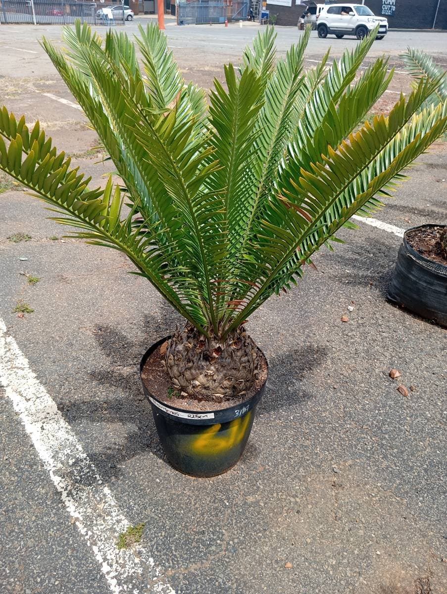Encephalartos msinganus