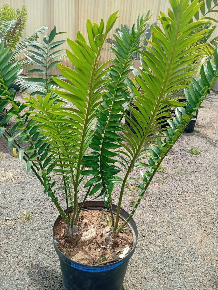 Encephalartos transvenosus