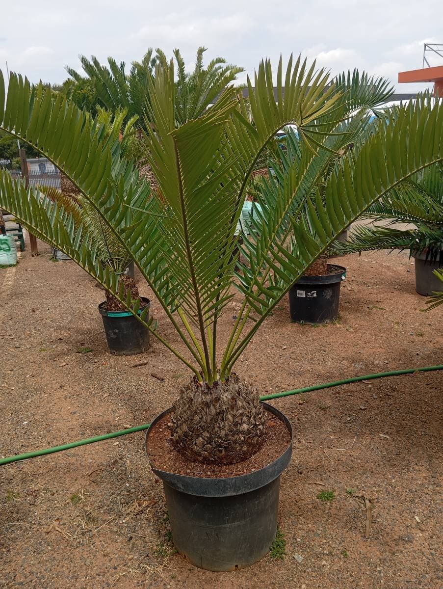 Encephalartos longifolius
