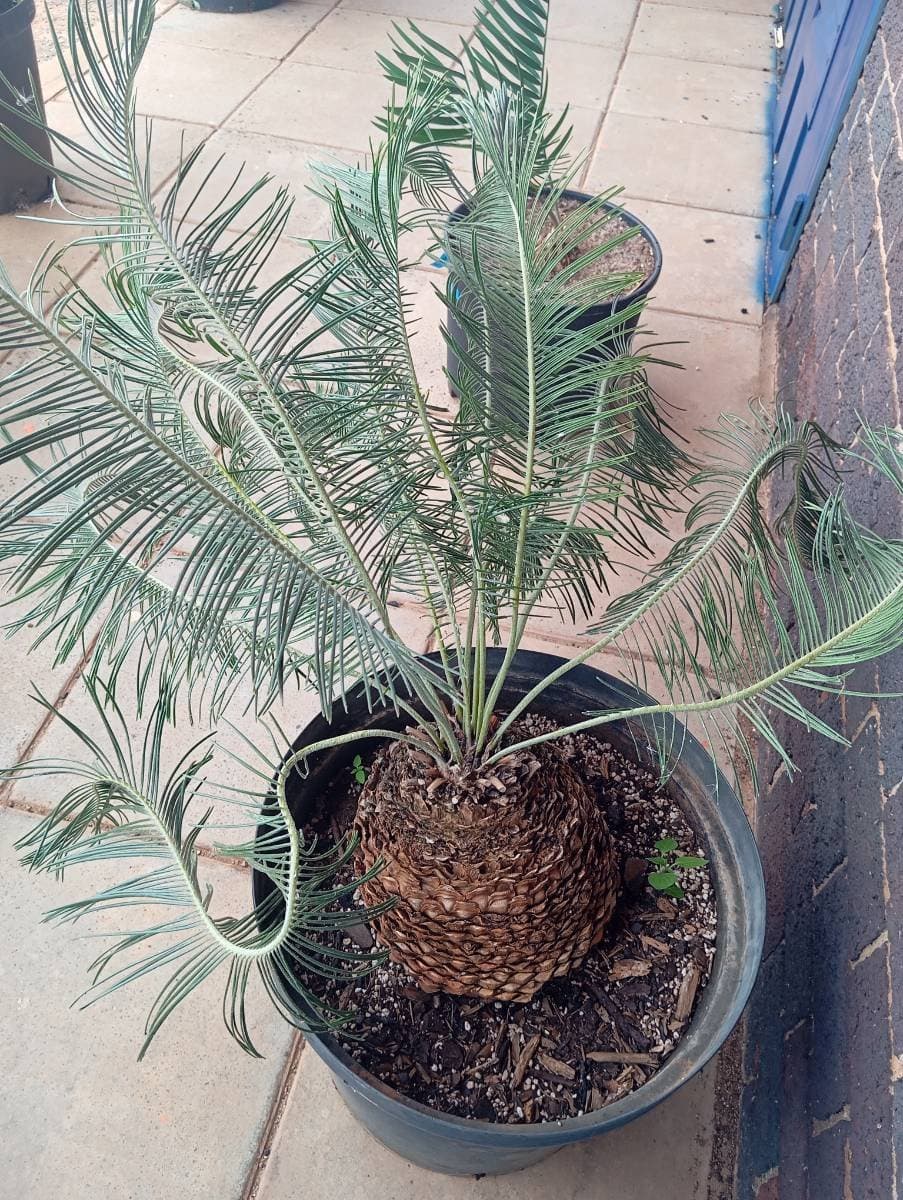 Encephalartos ghellinckii