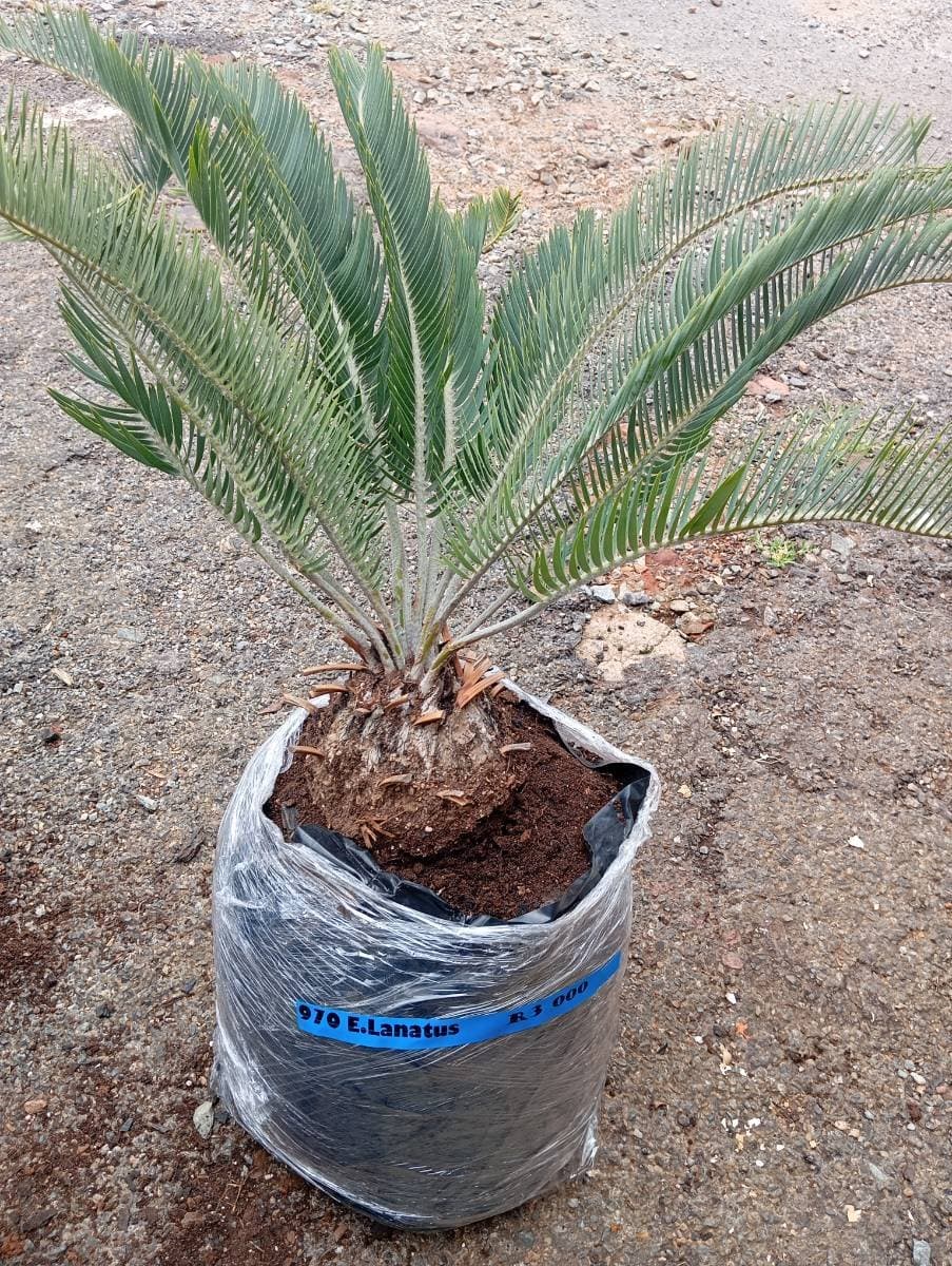Encephalartos lanatus
