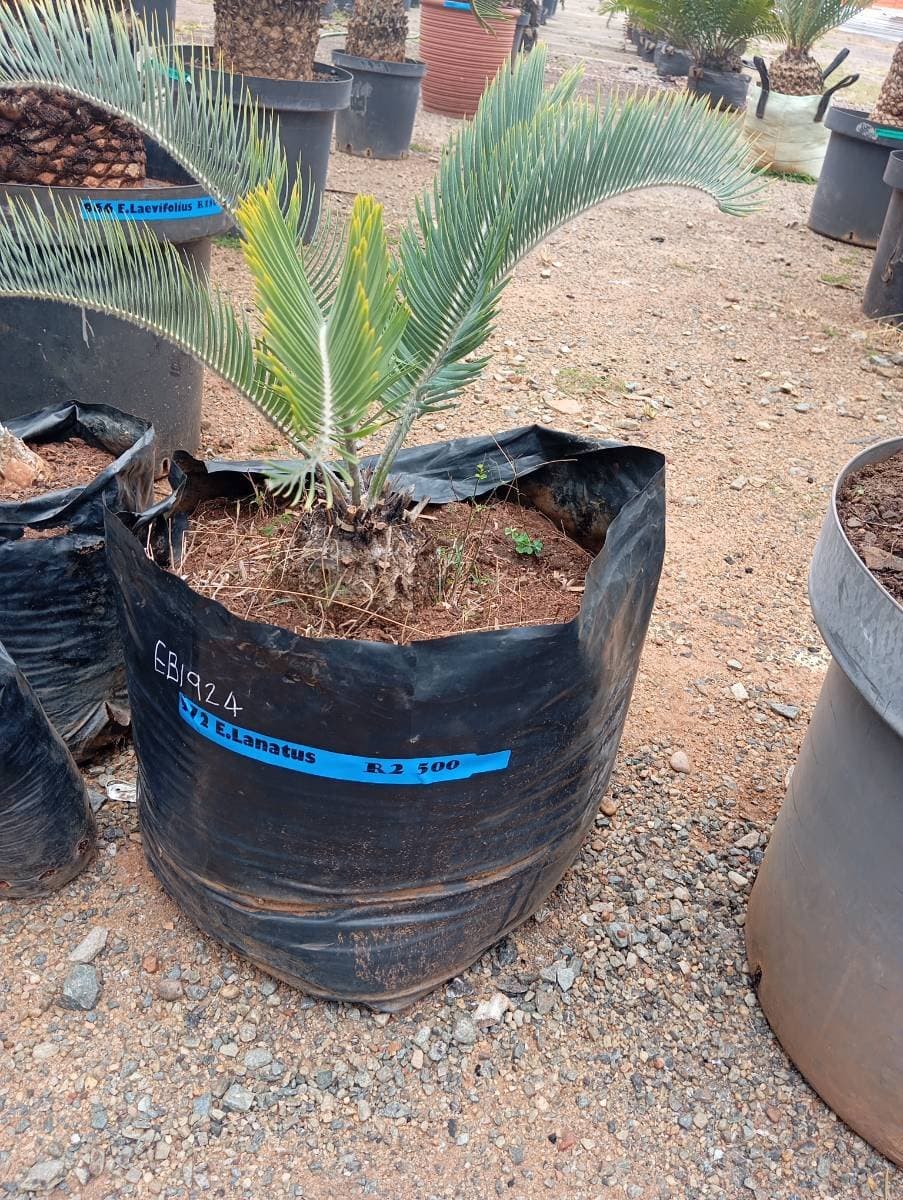 Encephalartos lanatus