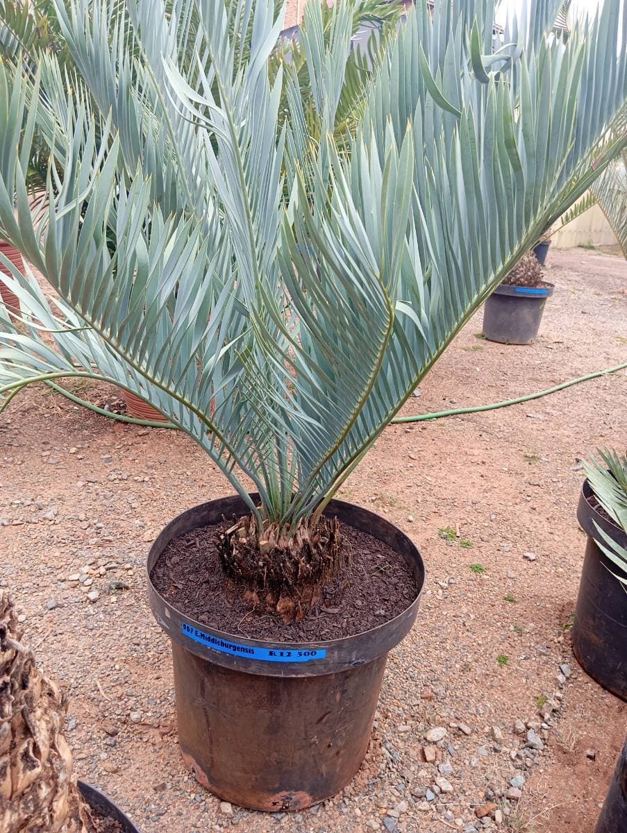 Encephalartos middelburgensis