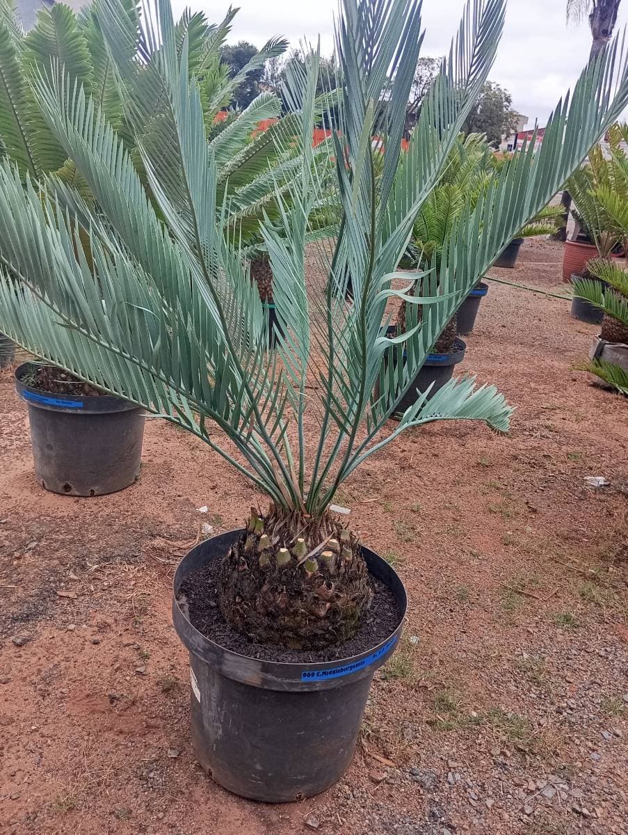 Encephalartos middelburgensis