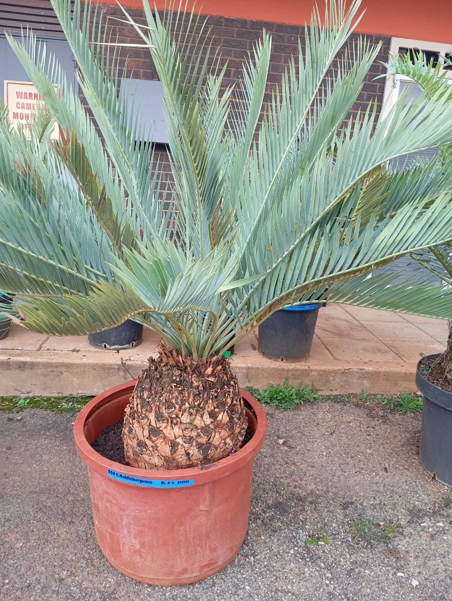 Encephalartos middelburgensis