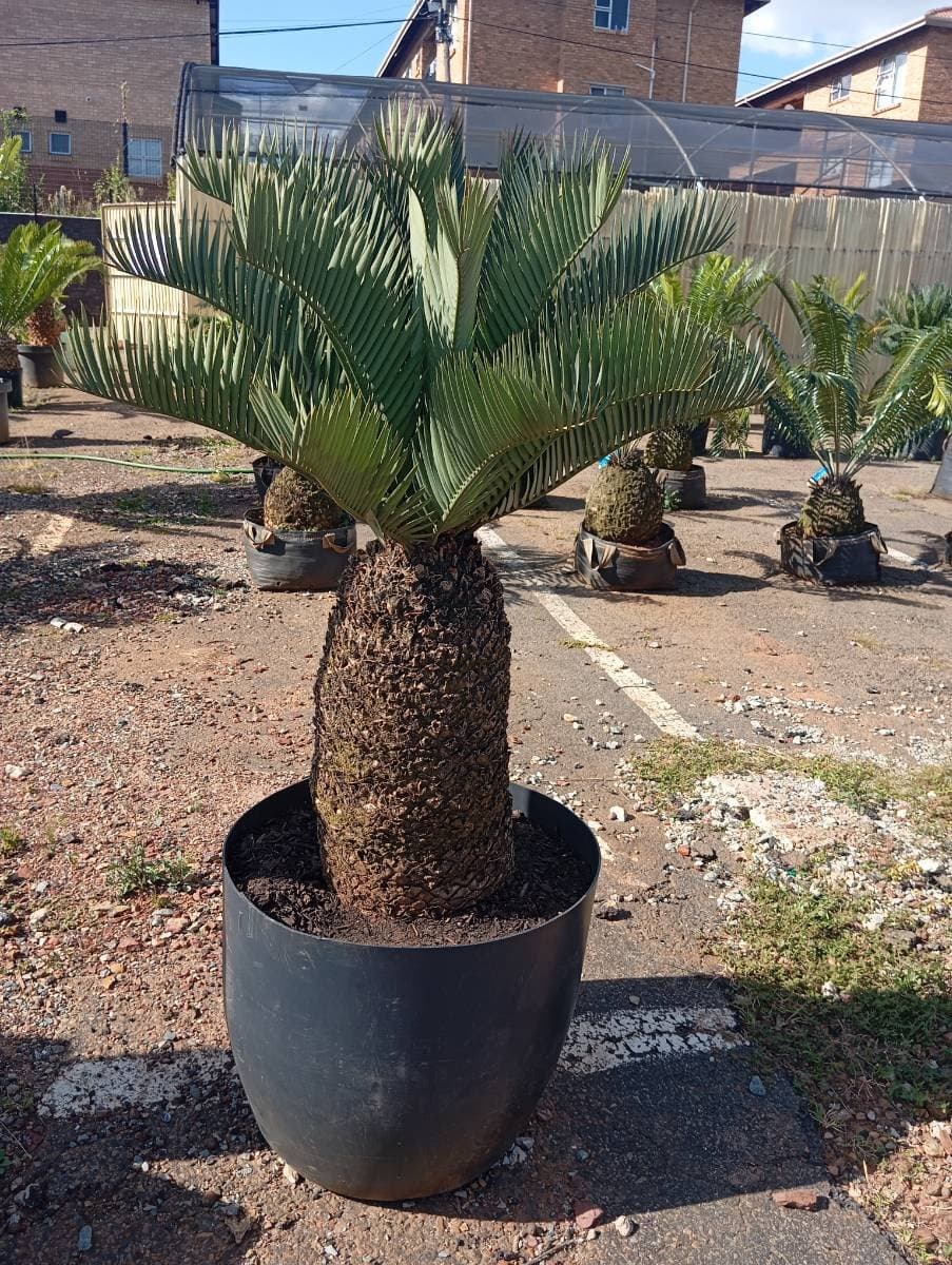 Encephalartos princeps