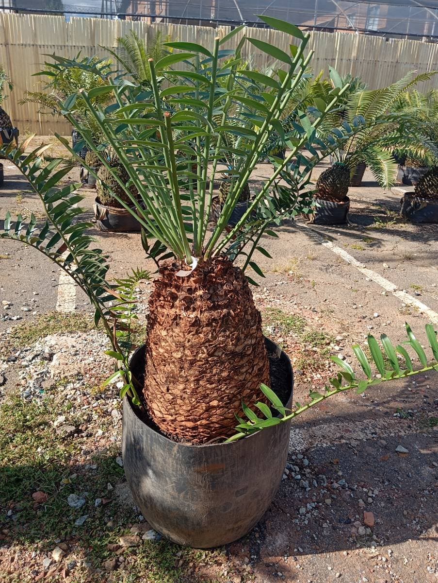 Encephalartos arenarius