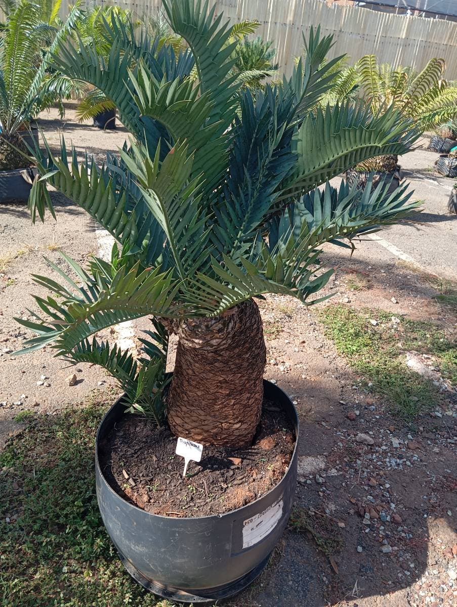 Encephalartos trispinosus
