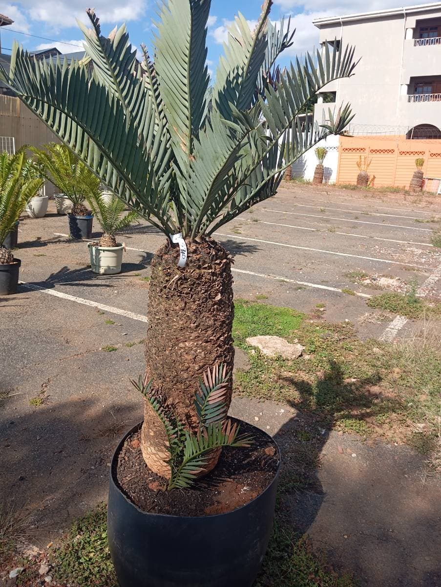 Encephalartos princeps