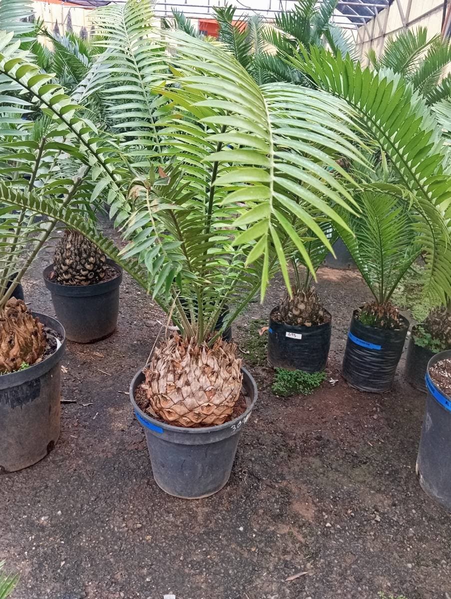 Encephalartos natalensis