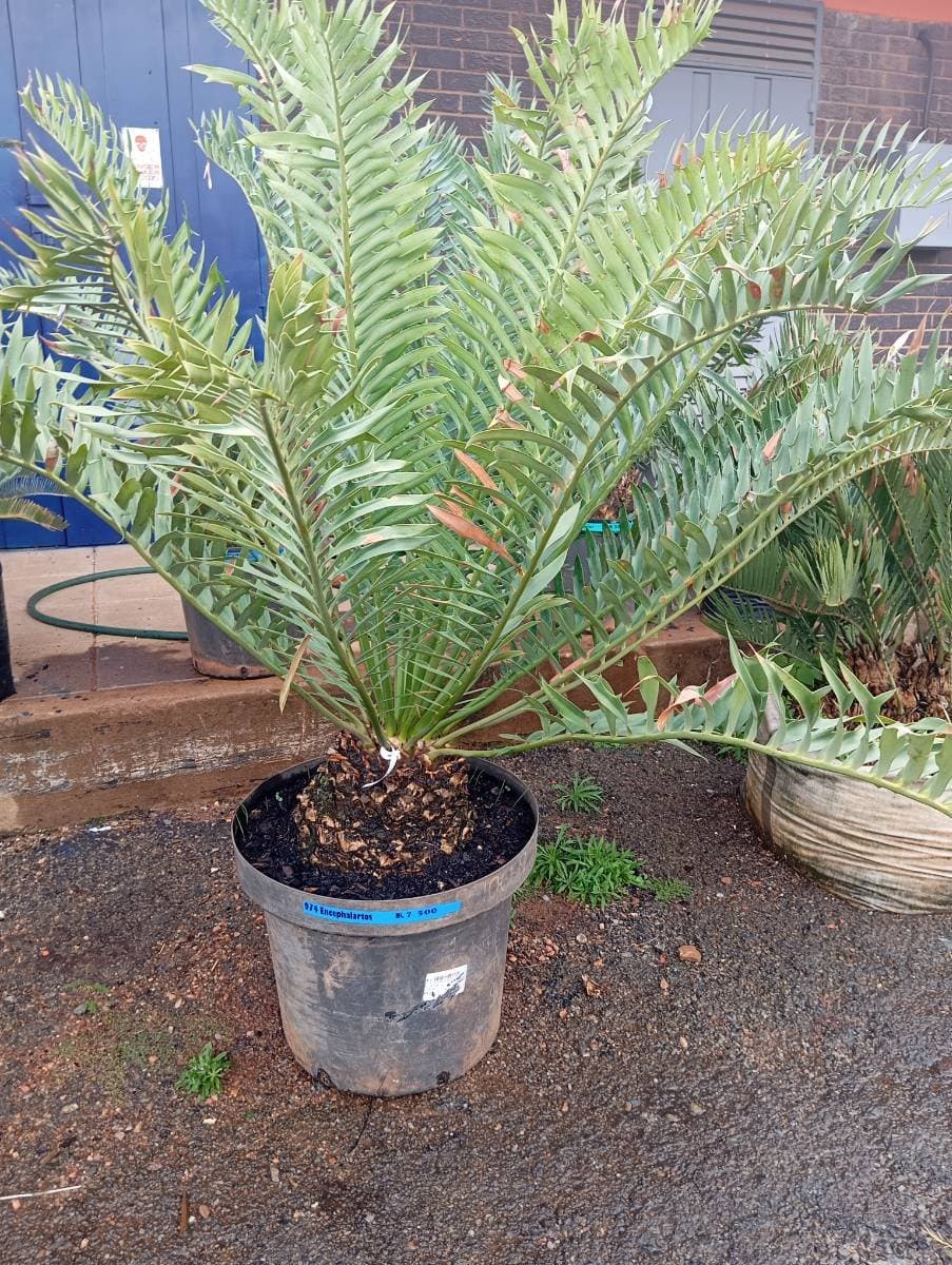 Encephalartos arenarius