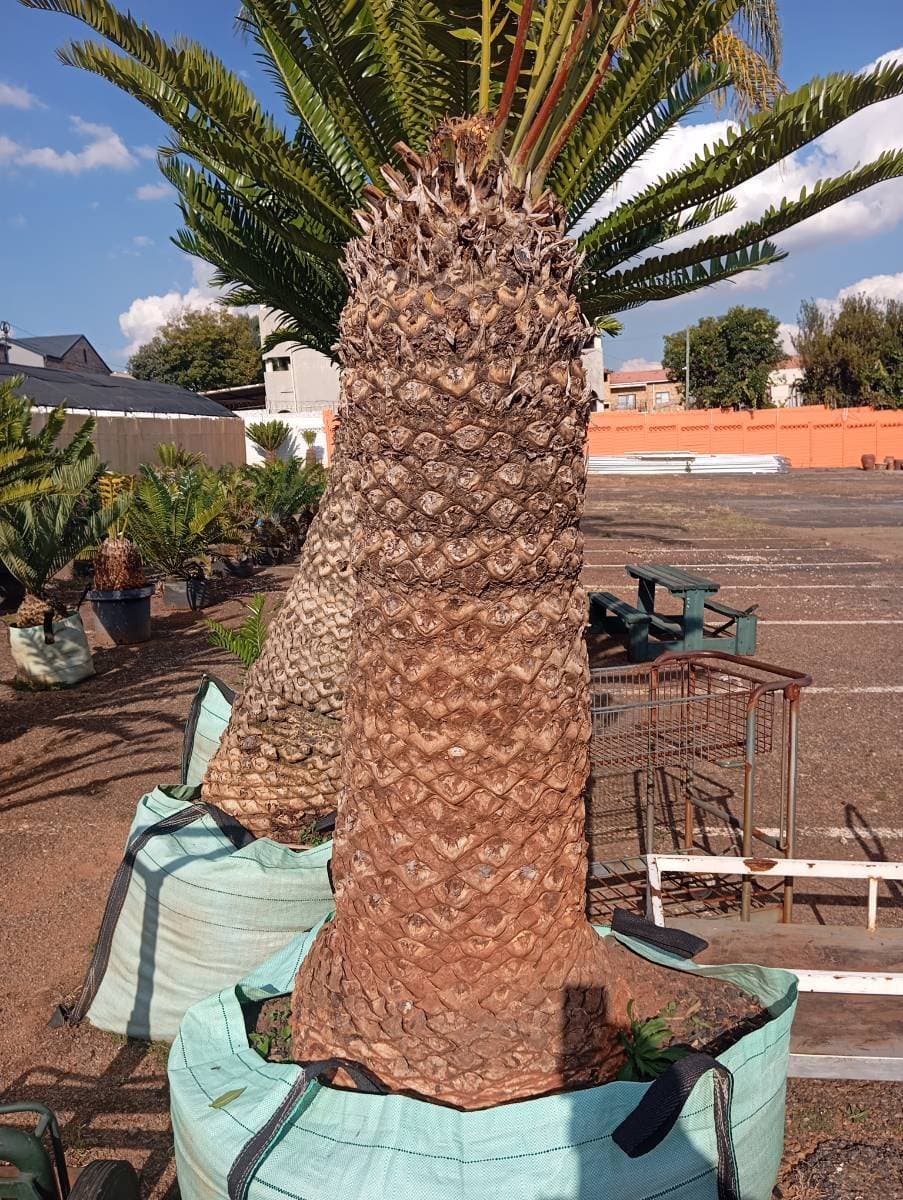 Encephalartos natalensis