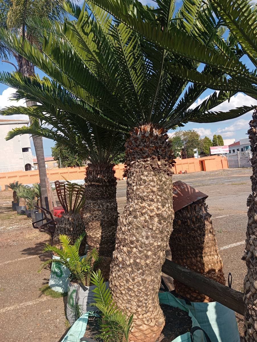 Encephalartos natalensis