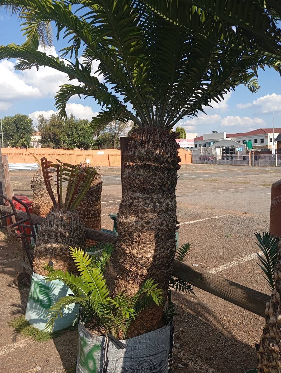 Encephalartos natalensis